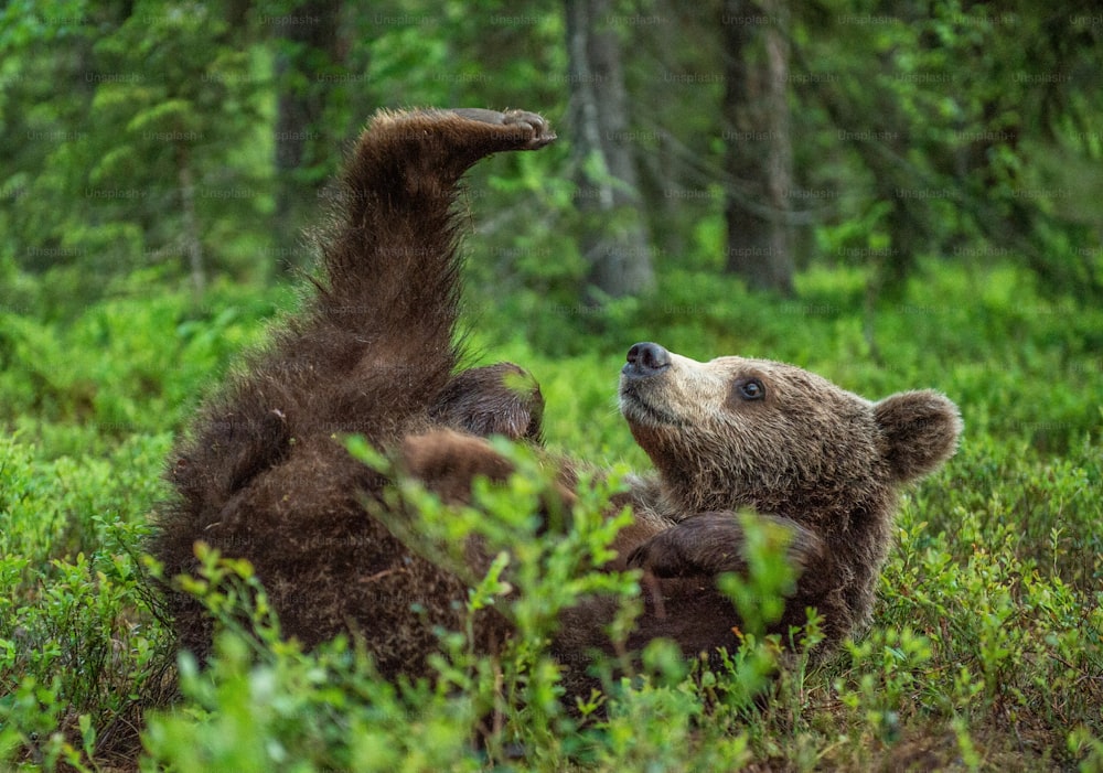 푸른 잔디에 등을 대고 누워있는 새끼 곰. 여름 숲에서 갈색 곰의 초상화를 닫습니다. 녹색 숲 자연 배경입니다. 과학적인 이름: 우수 스 아크 토스