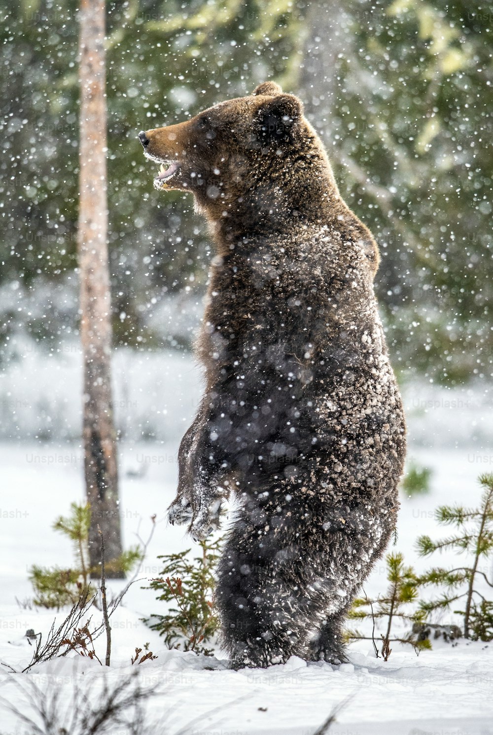 Braunbär steht auf den Hinterbeinen auf dem Schnee im Winterwald. Schneefall. Wissenschaftlicher Name: Ursus arctos. Natürlicher Lebensraum. Wintersaison.