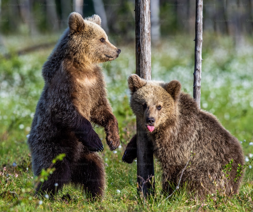 Bear Cub fica em suas patas traseiras. Filhotes de urso pardo na floresta de verão. Nome científico: Ursus Arctos. Fundo natural verde. Habitat natural, temporada de verão.