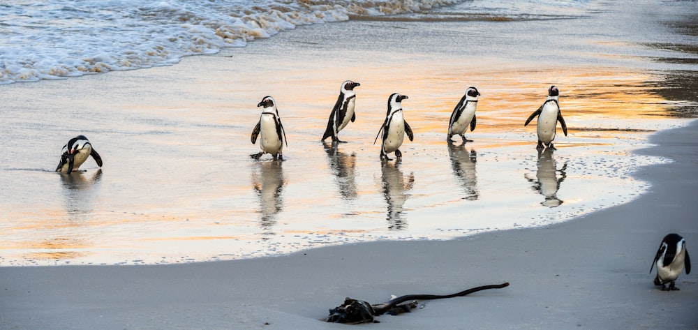 I pinguini africani escono dall'oceano e raggiungono la spiaggia sabbiosa. Pinguino africano noto anche come pinguino jackass, pinguino dai piedi neri. Nome scientifico: Spheniscus demersus. Colonia di massi. Sud Africa