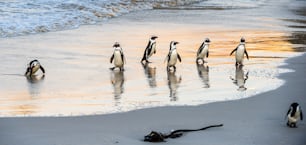 Pinguins africanos saem do oceano para a praia arenosa. Pinguim africano também conhecido como o pinguim jackass, pinguim de patas pretas. Nome científico: Spheniscus demersus. Colônia de pedregulhos. África do Sul