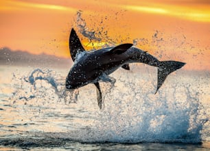 飛び跳ねるホオジロザメ。日の出の赤い空。ホオジロザメが攻撃でブリーチング。学名:Carcharodon carcharias。南アフリカ。