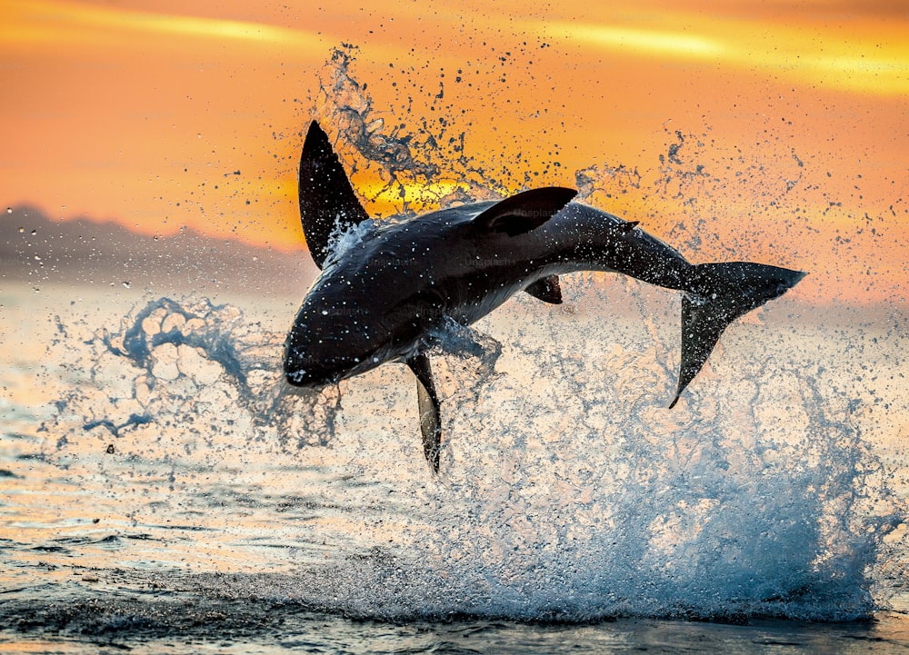 飛び跳ねるホオジロザメ。日の出の赤い空。ホオジロザメが攻撃でブリーチング。学名:Carcharodon carcharias。南アフリカ。