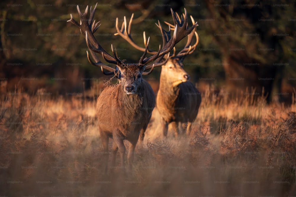 Epic image of herd of red deer stags Cervus Elaphus in glowing golden dawn sunlight in forest landscape scene with stunning light