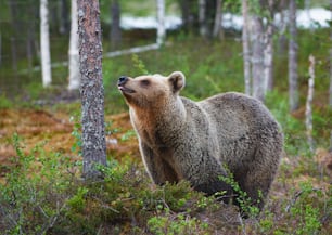 Bela fêmea de urso pardo (Ursus arctos) fotografada na taiga selvagem do norte.