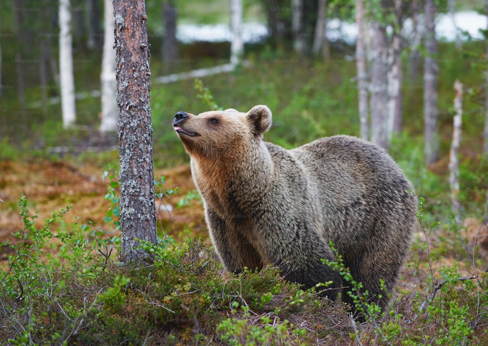 Bela fêmea de urso pardo (Ursus arctos) fotografada na taiga selvagem do norte.