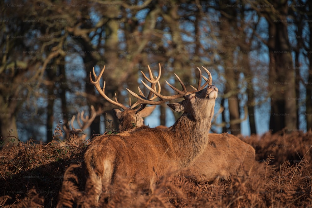 Epic image of herd of red deer stags Cervus Elaphus in glowing golden dawn sunlight in forest landscape scene with stunning light