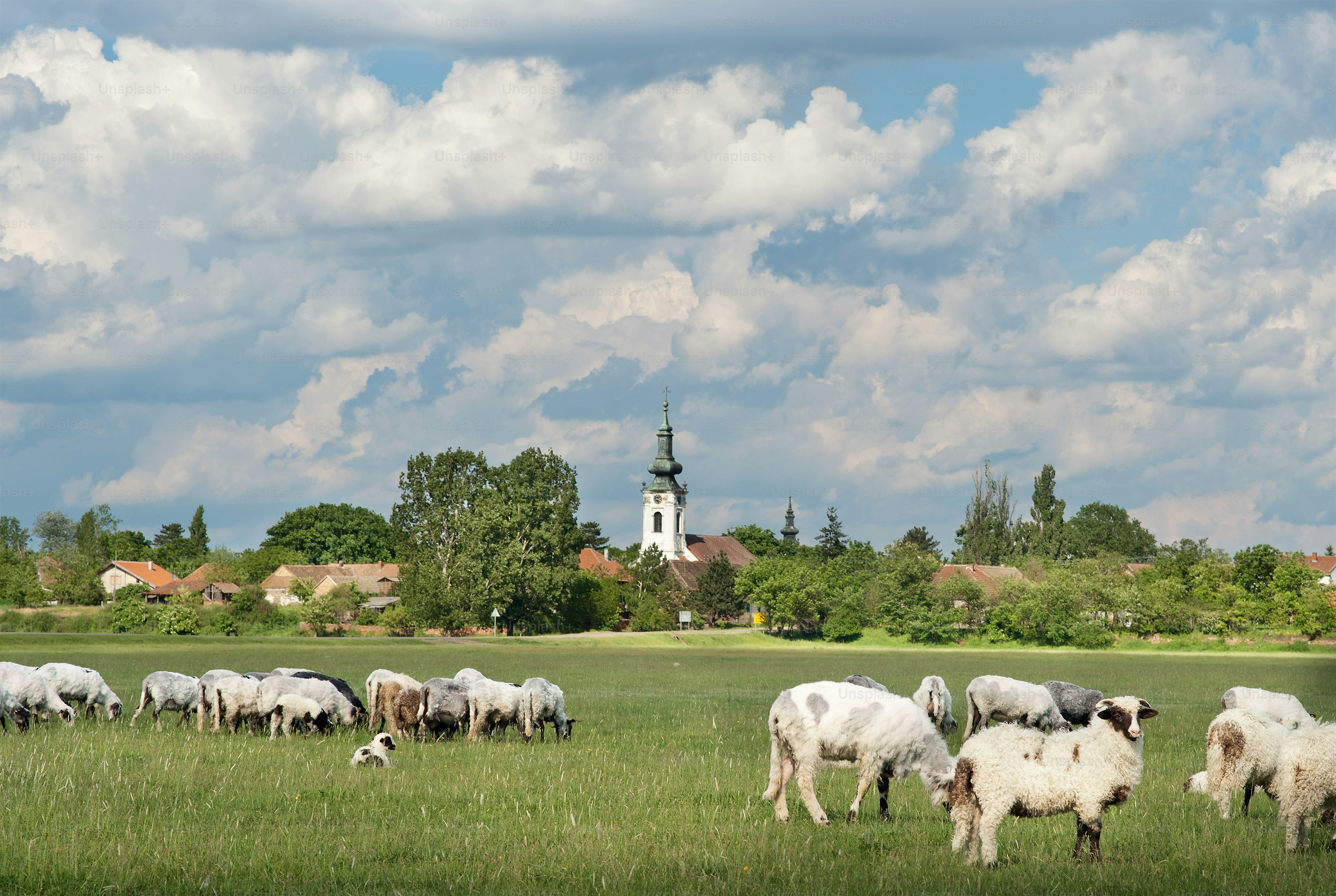 agriculture field