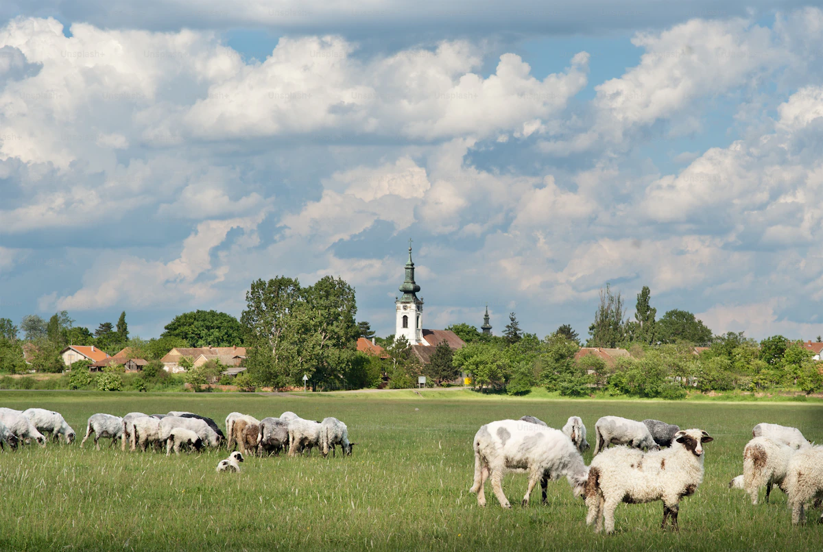 Sheep grazing peacefully