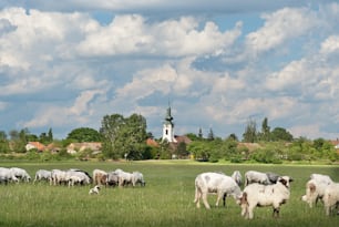 sheep on pasture