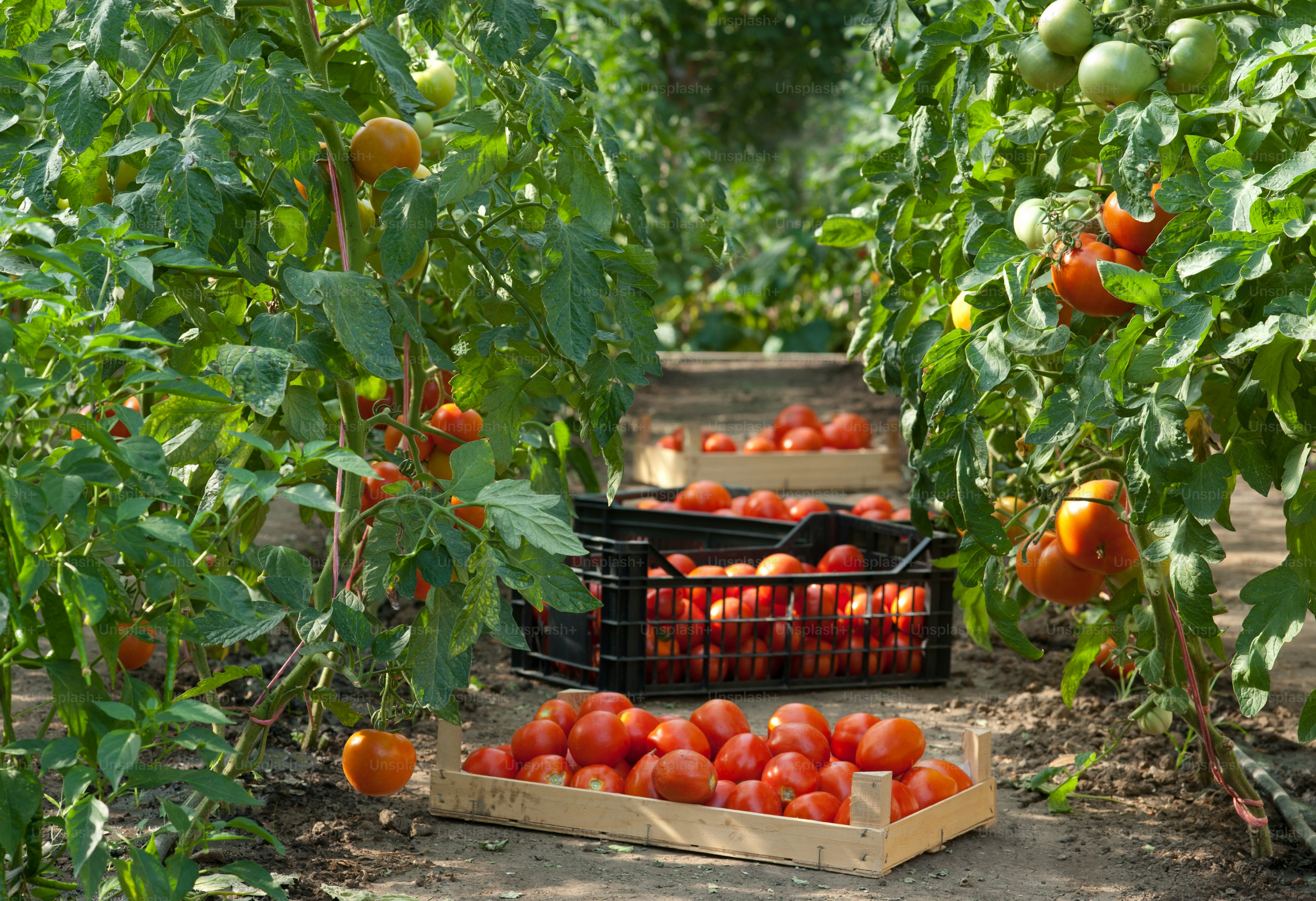 picking fresh tomatoes in greenhouse