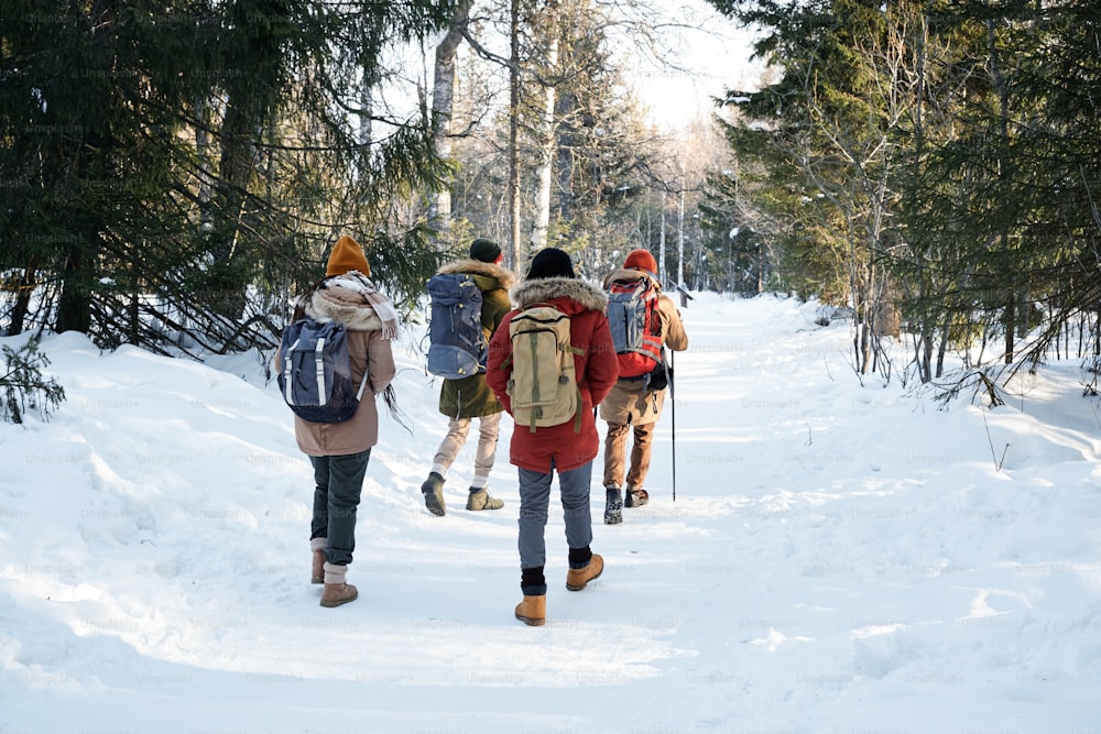 Unrecognizable group of four young people wearing backpacks walking along forest road on winter day