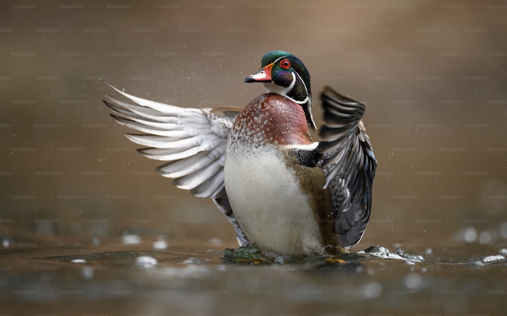 A wood duck in a creek in autumn