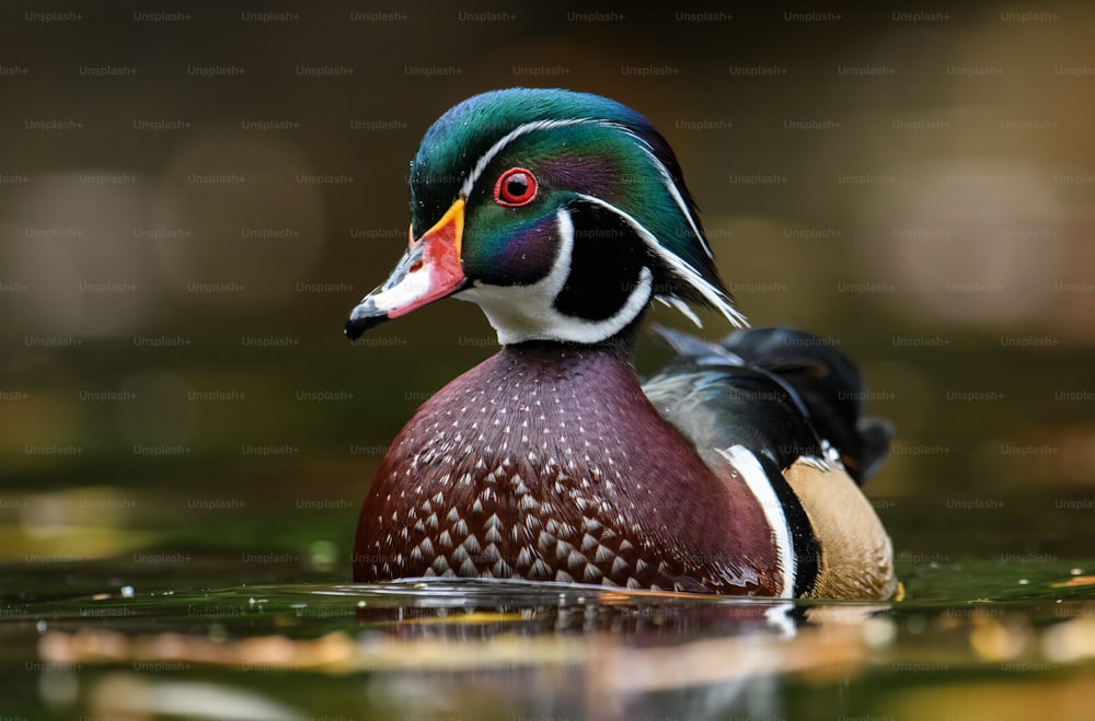 A wood duck in a creek in autumn