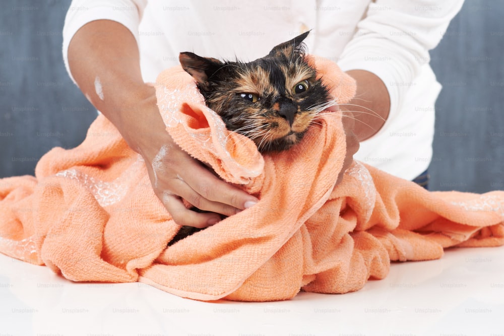 una persona sosteniendo un gato envuelto en una toalla