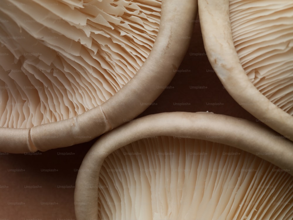 a group of mushrooms sitting on top of a table