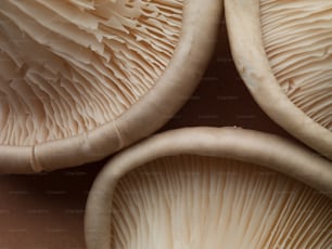 a group of mushrooms sitting on top of a table