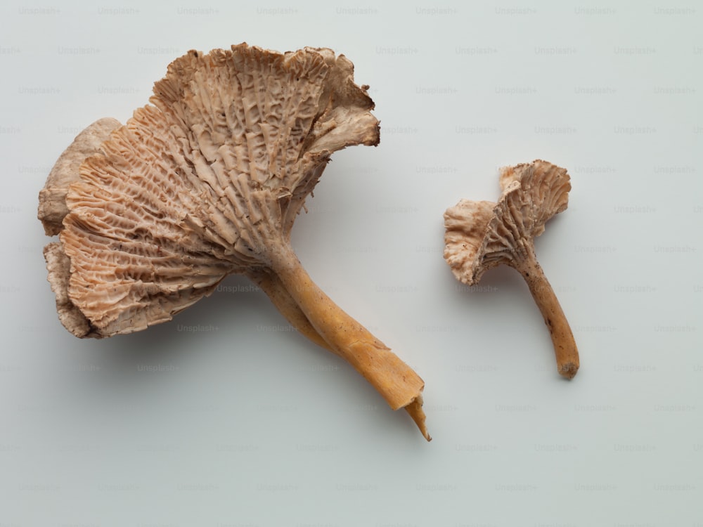 a close up of a mushroom on a white surface