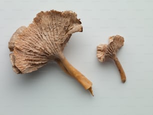 a close up of a mushroom on a white surface