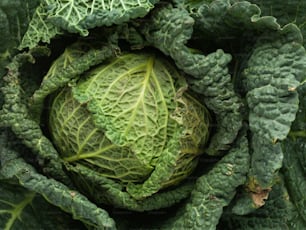 a close up of a head of cabbage