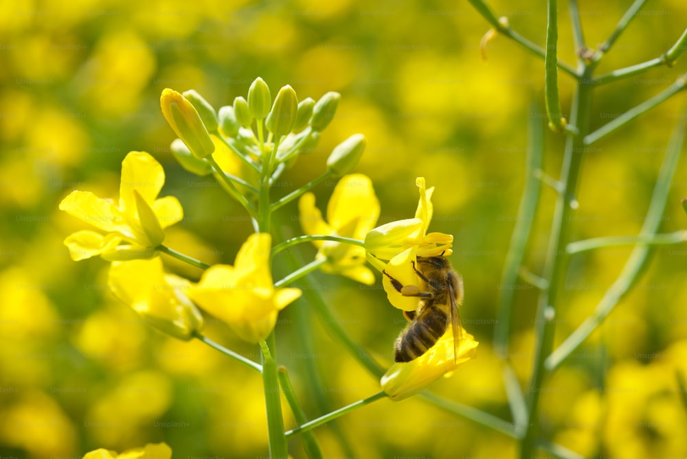 abelha de mel e flor de oleaginosas