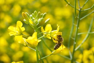 honey bee and oilseeds flower