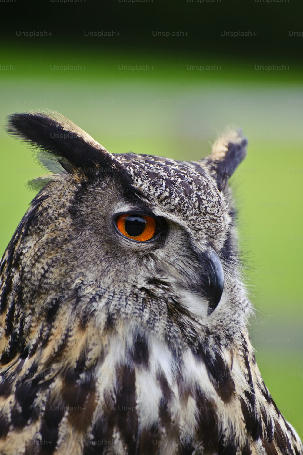 Beautiful image of European Eagle Owl bubo bubo
