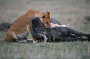 um leão está brincando com outro animal em um campo