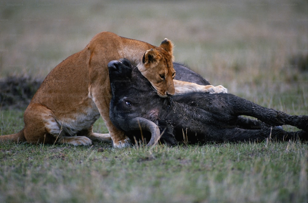 a lion is playing with another animal in a field
