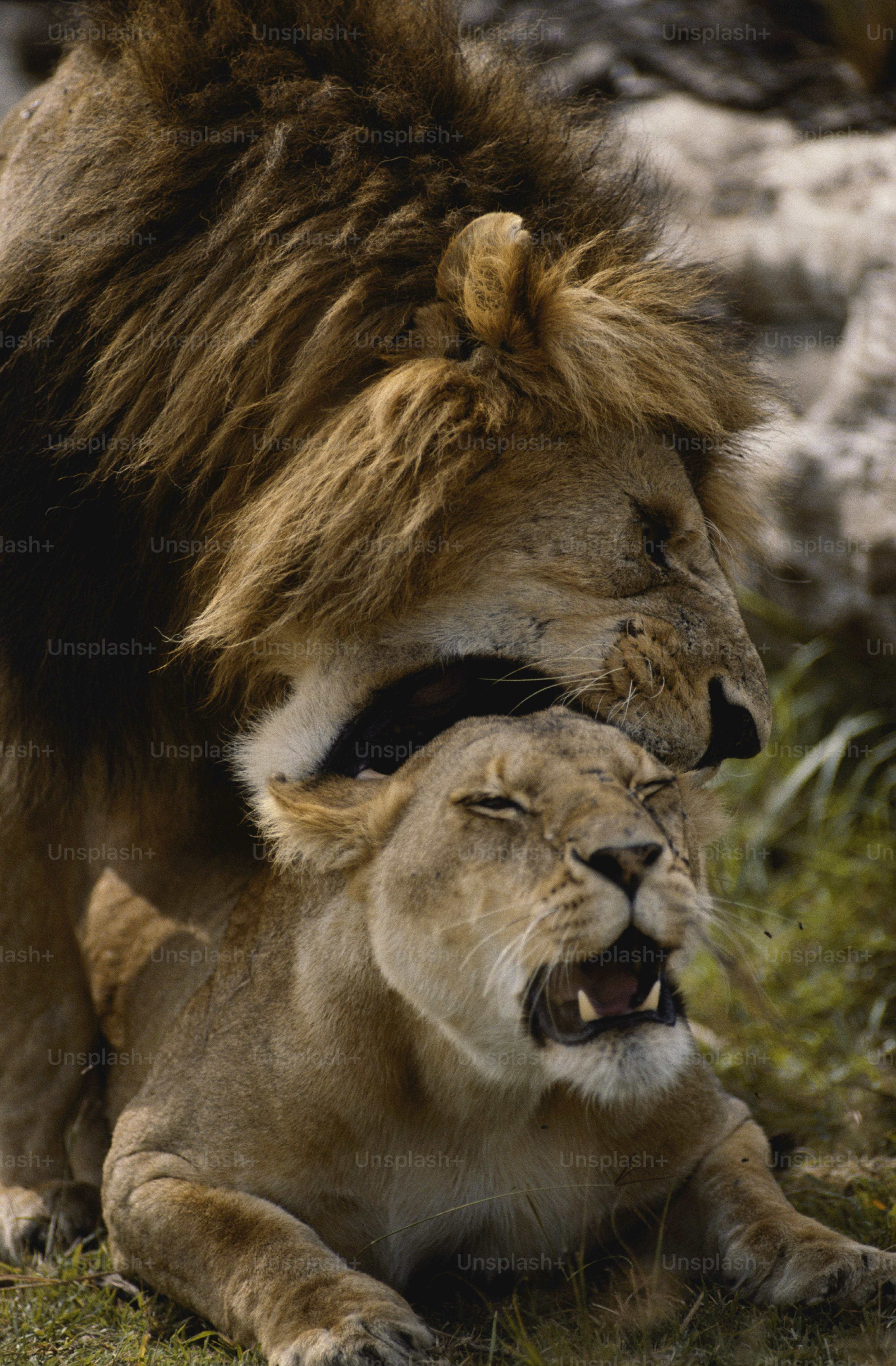 a large lion and a small lion sitting next to each other