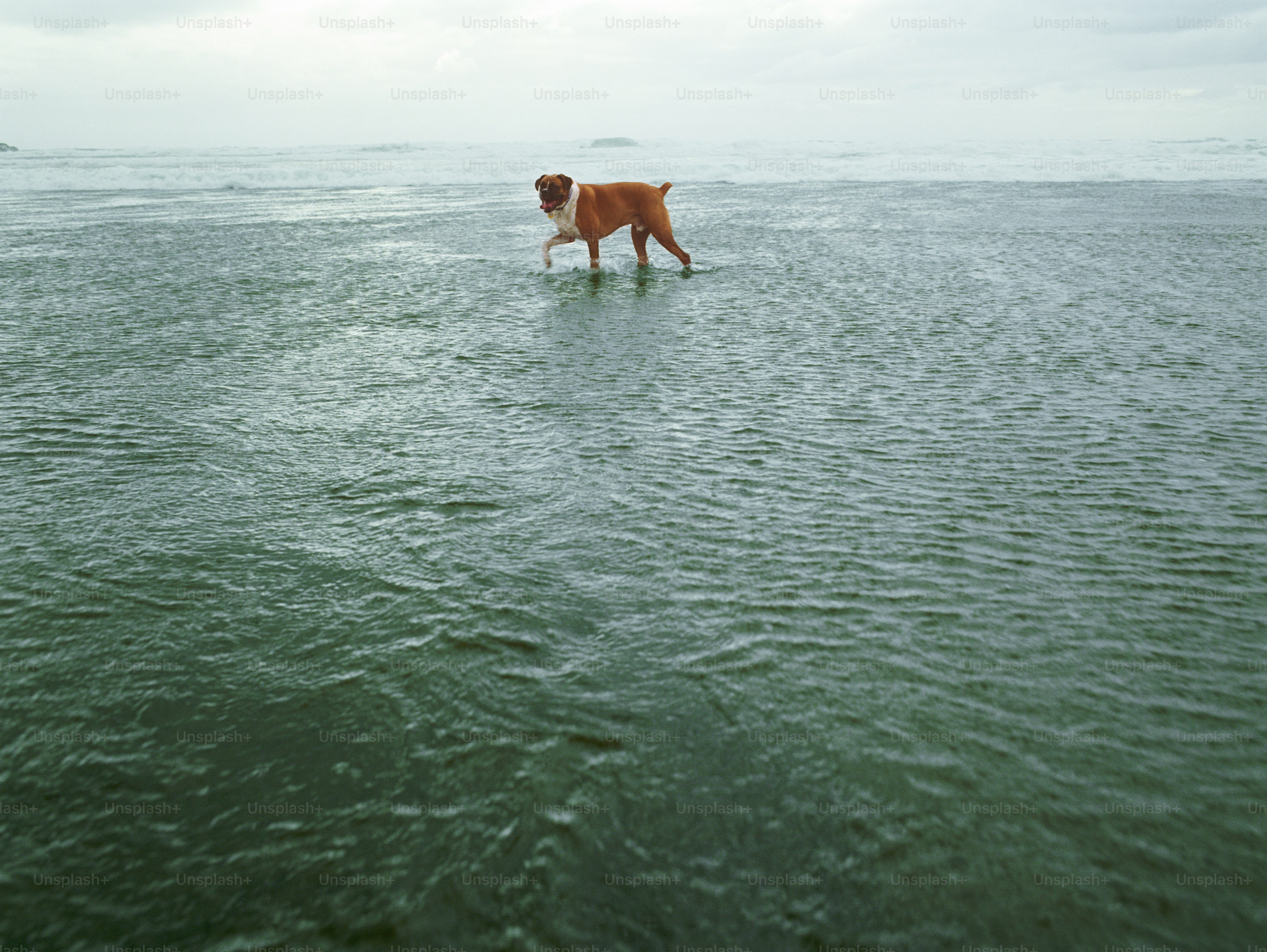 Piha Beach, North Island, New Zealand