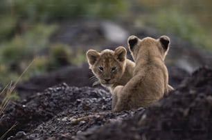 a couple of young lions sitting on top of a rocky hillside