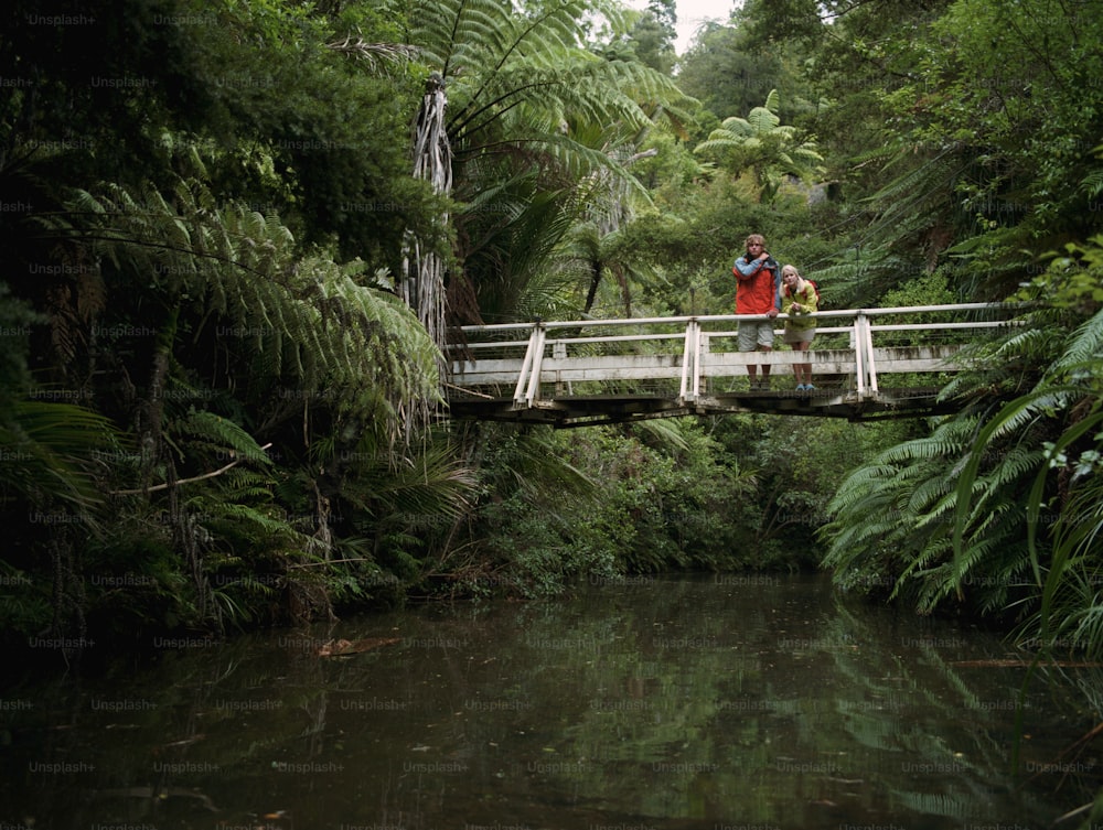 Waitakere Ranges Regional Park, North Island, New Zealand