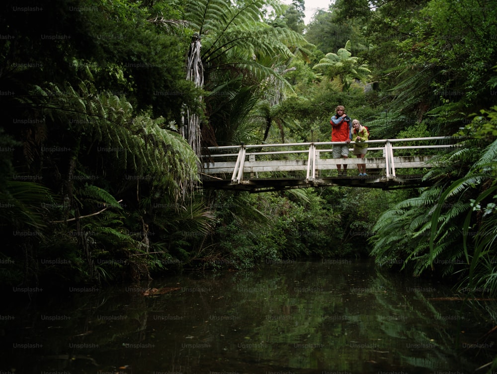 Waitakere Ranges Regional Park, North Island, New Zealand