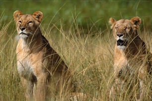 野原の��背の高い草の中に立つ2頭のライオン