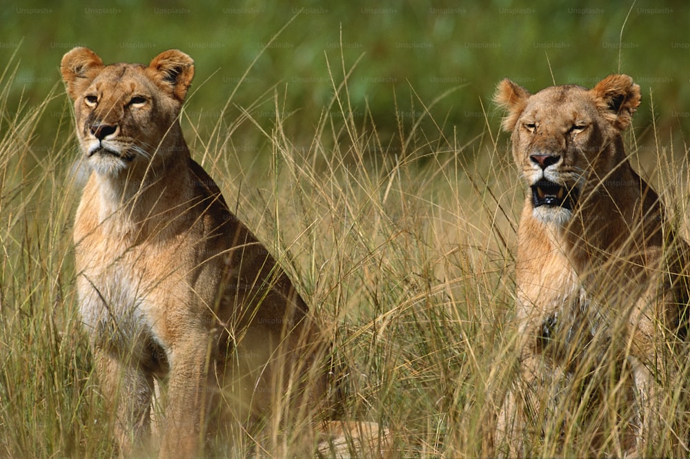 two lions standing in tall grass in a field