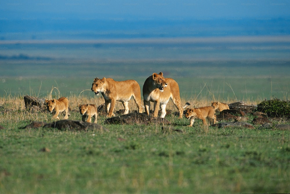 a group of lions standing on top of a lush green field