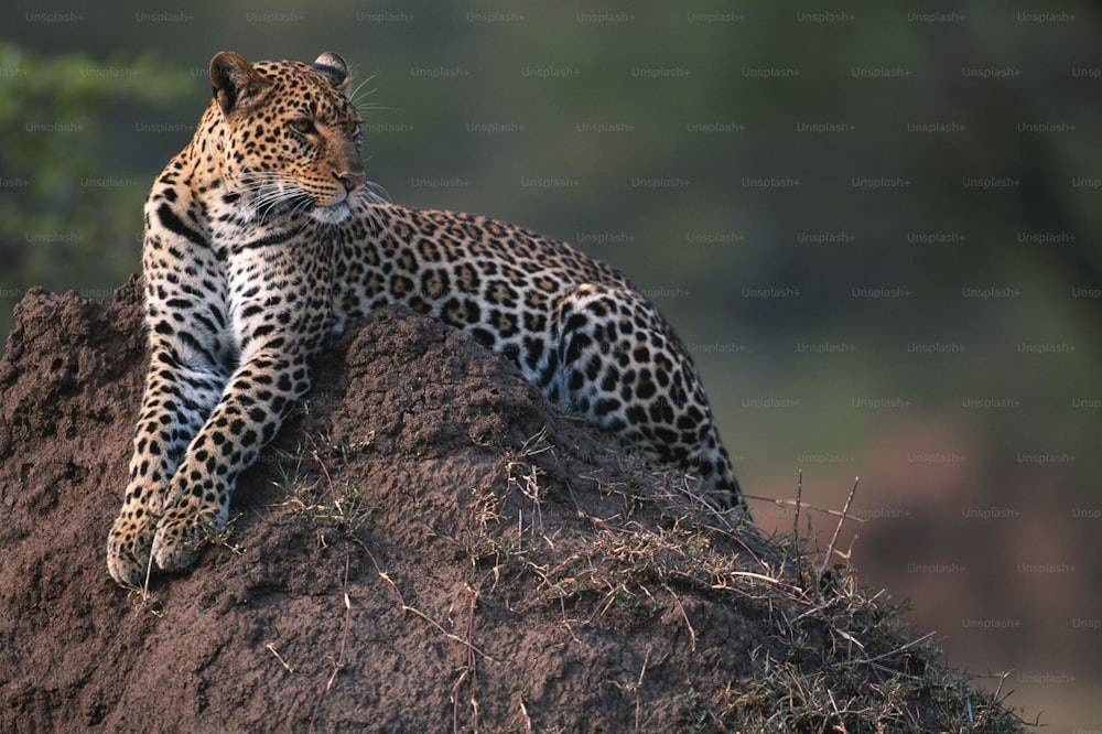 a leopard laying on top of a pile of dirt
