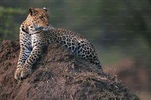 a leopard laying on top of a pile of dirt