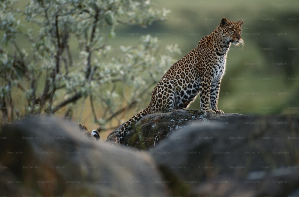 a leopard sitting on top of a large rock
