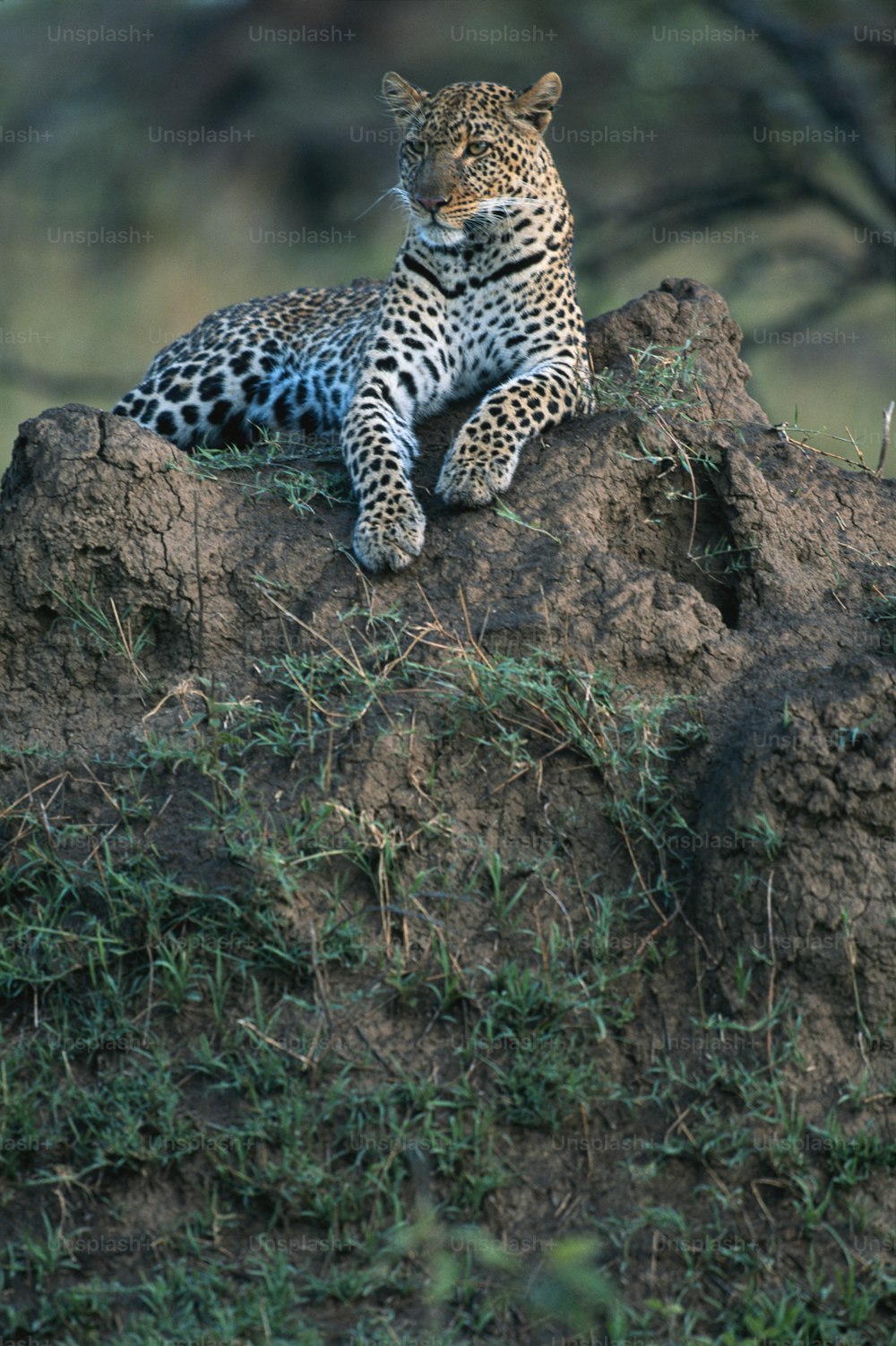 un léopard assis au sommet d’un gros rocher