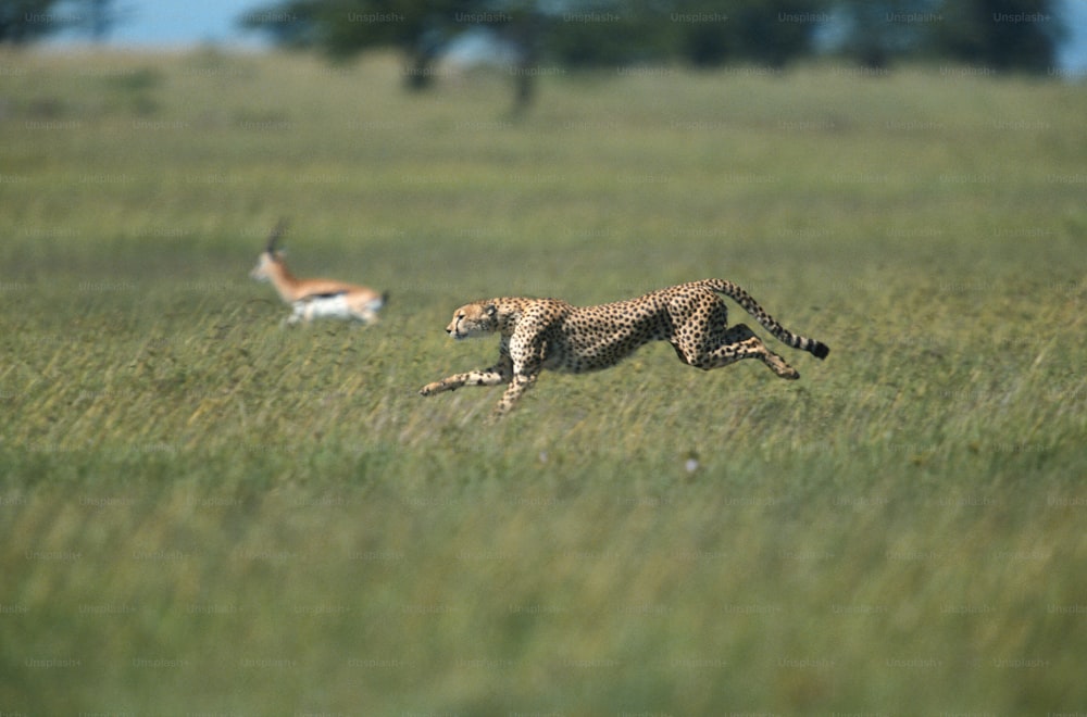 a cheetah running in a field with a gazelle in the background