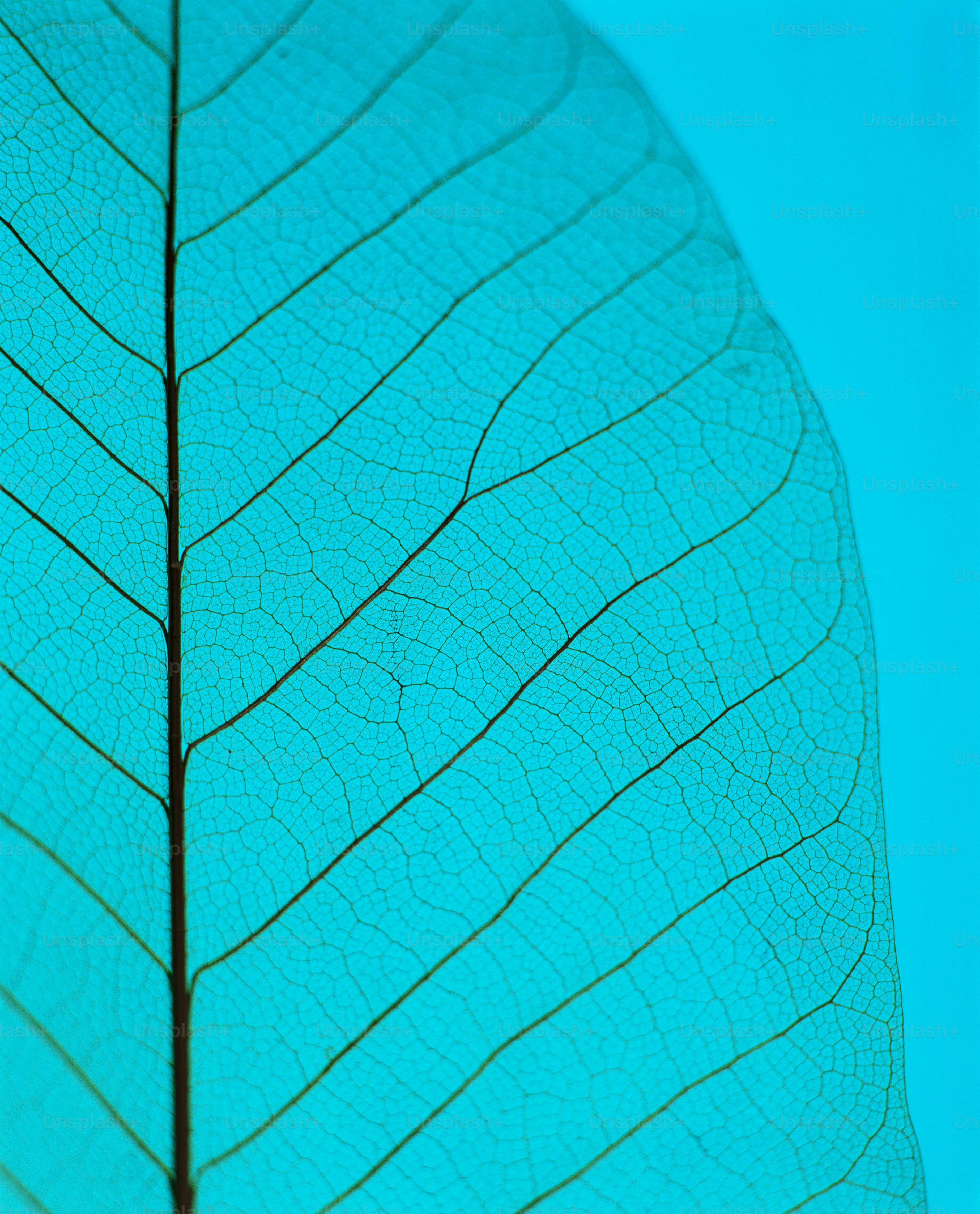 a close up of a green leaf with a blue sky in the background