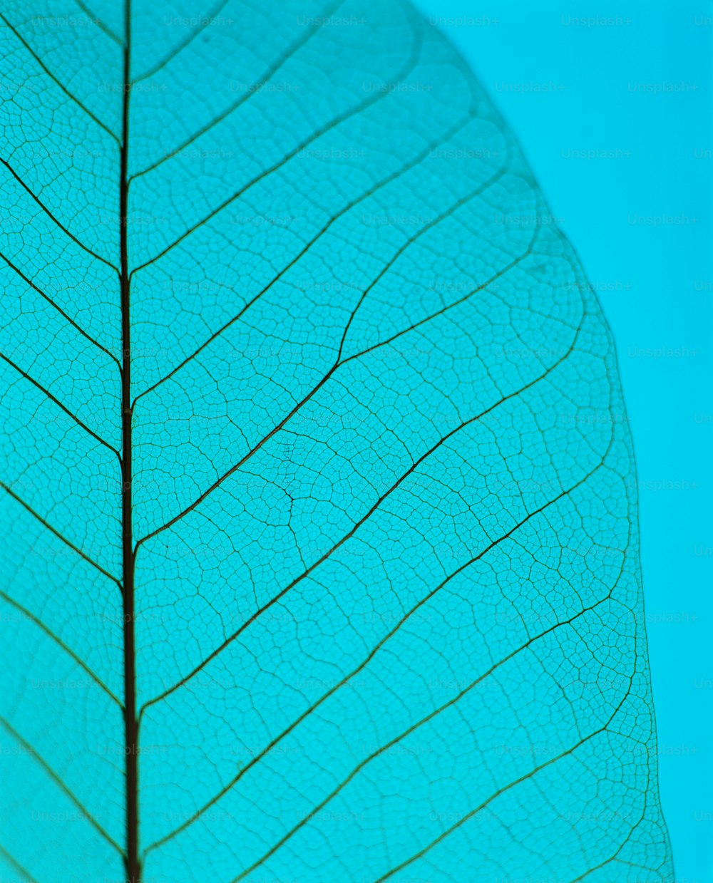 a close up of a green leaf with a blue sky in the background