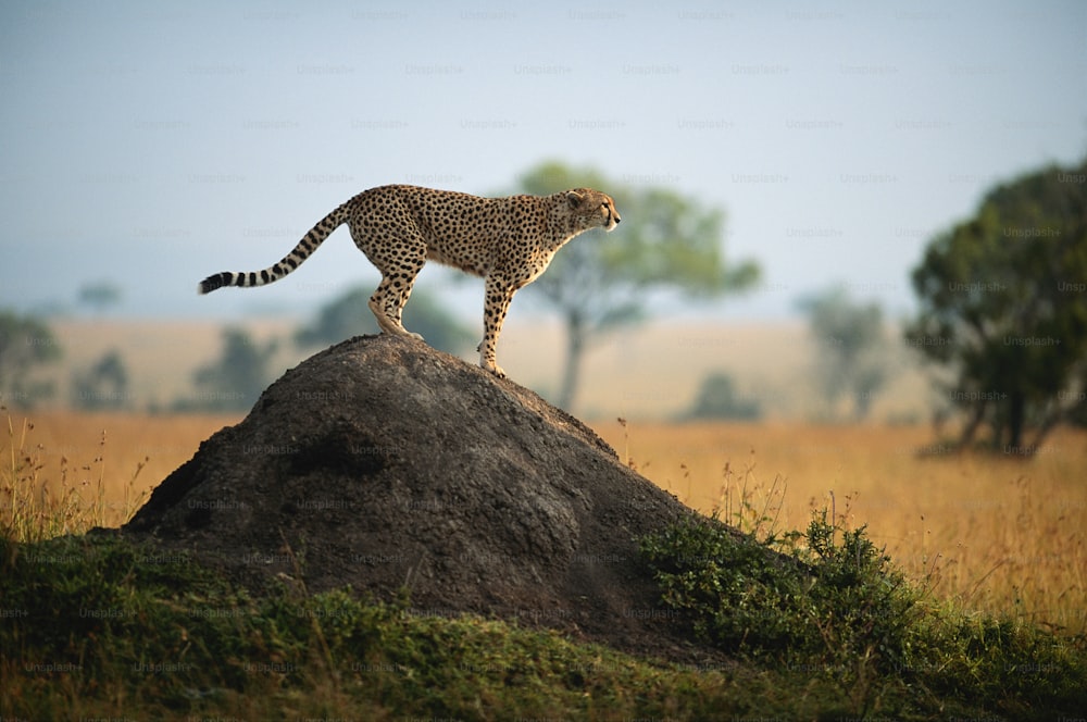 Un ghepardo in piedi in cima a un cumulo di terra