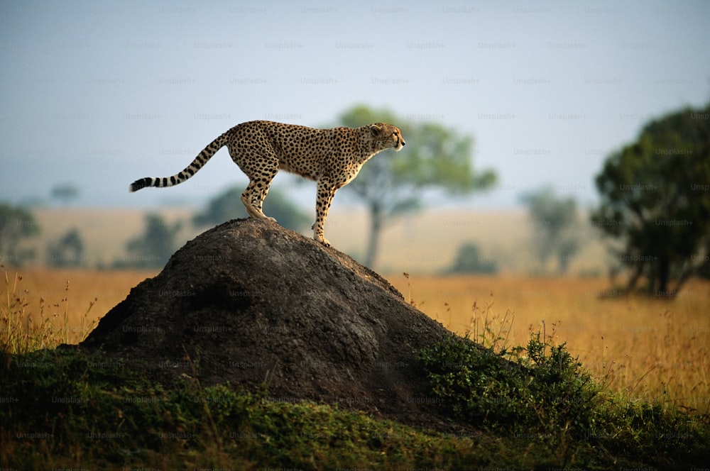 a cheetah standing on top of a mound of dirt