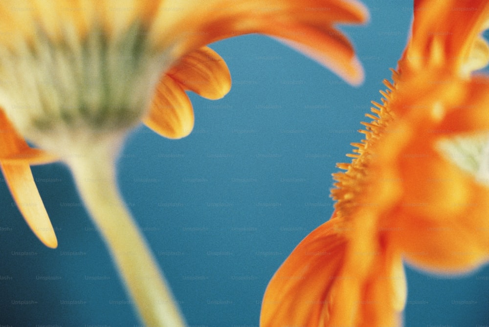 a close up of an orange flower with a blue background