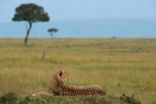 a cheetah laying on the ground in a field