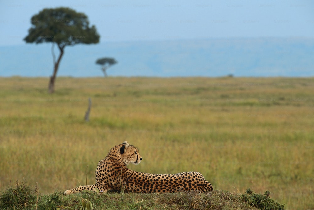 a cheetah laying on the ground in a field