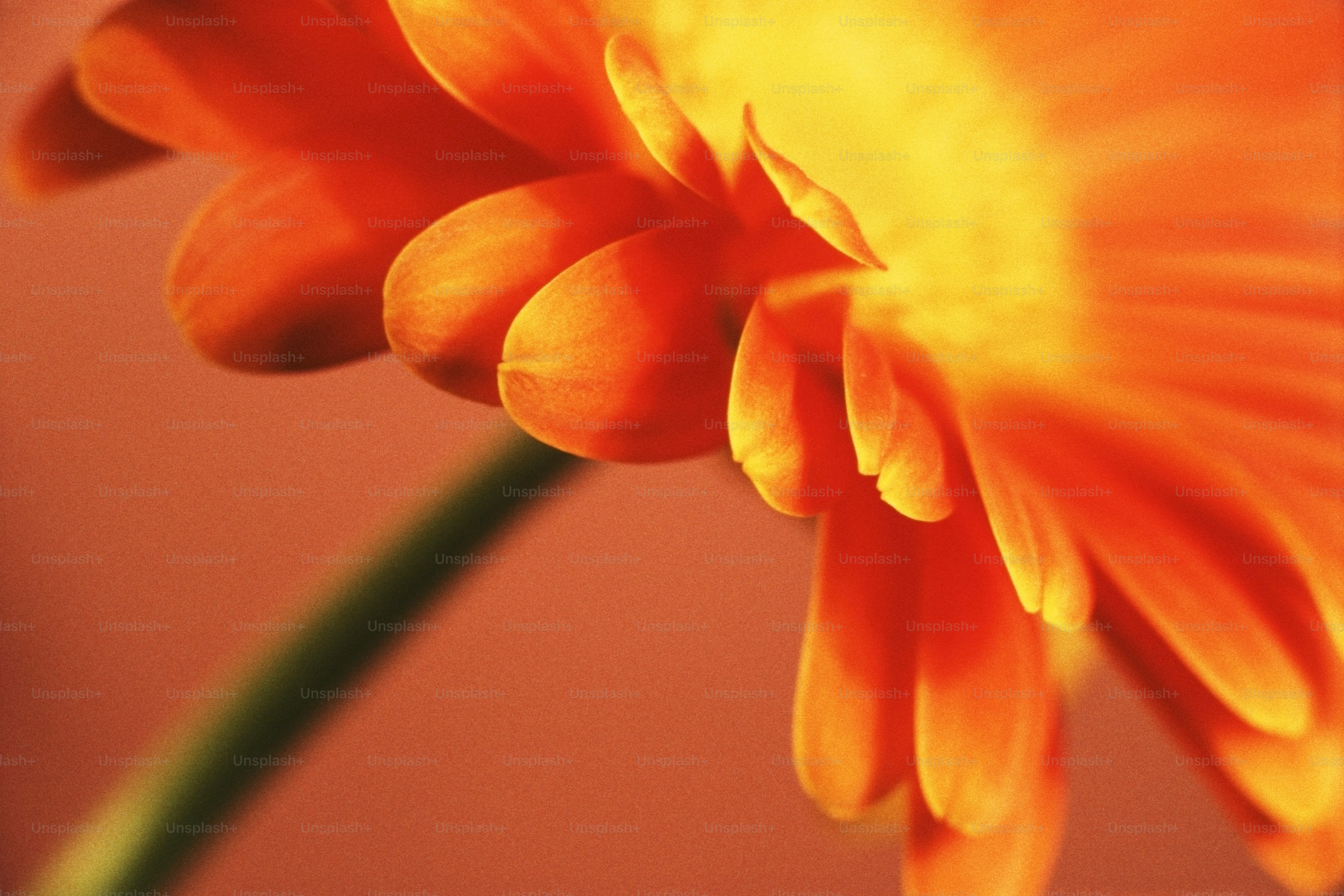 a close up of a flower with a blurry background